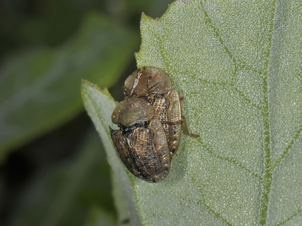 Cassida nebulosa (Chrysomelidae)